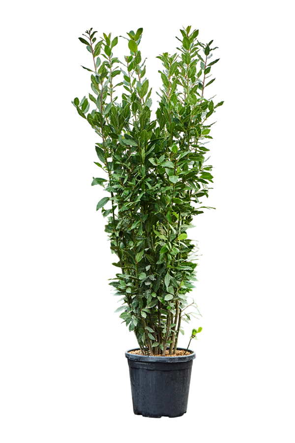 Laurus Nobilis (150-170)