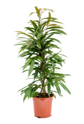 Ficus Binnendijkii Amstel King