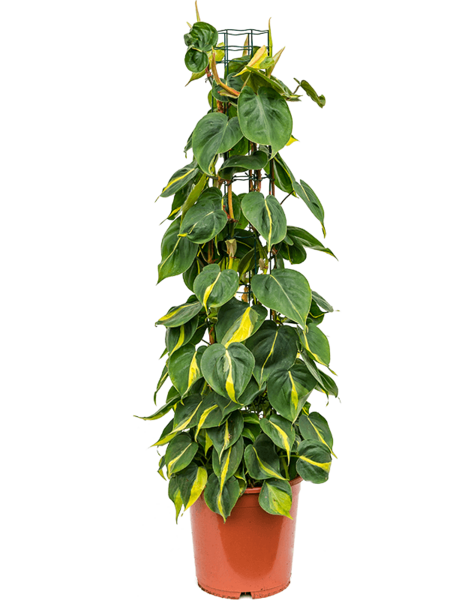 Philodendron