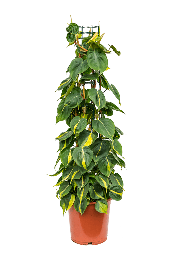 Philodendron Scandens Brasil