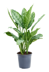 Aglaonema Chantal