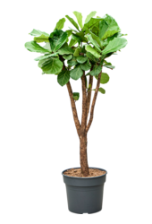 Ficus Lyrata