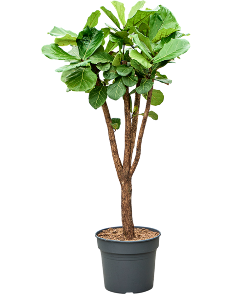 Ficus