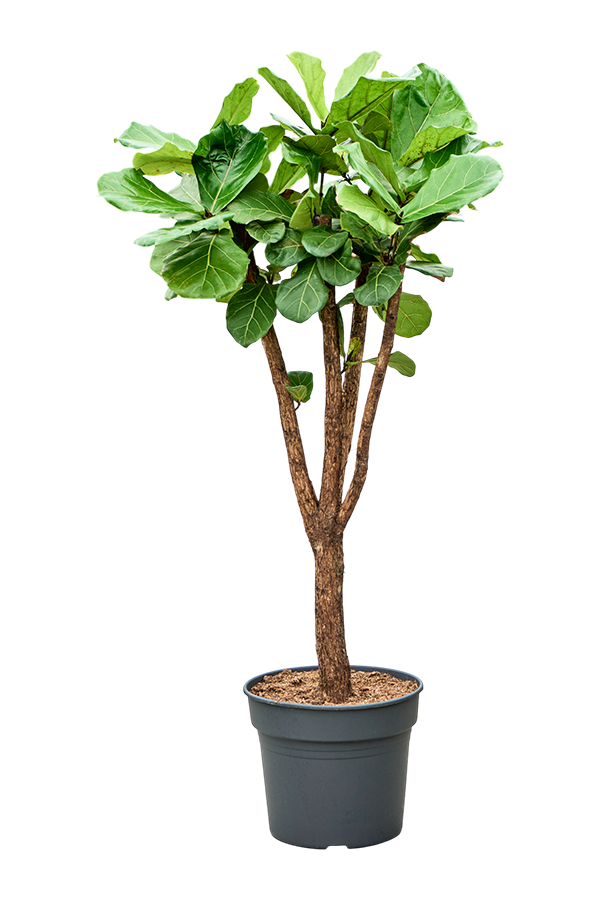 Ficus Lyrata