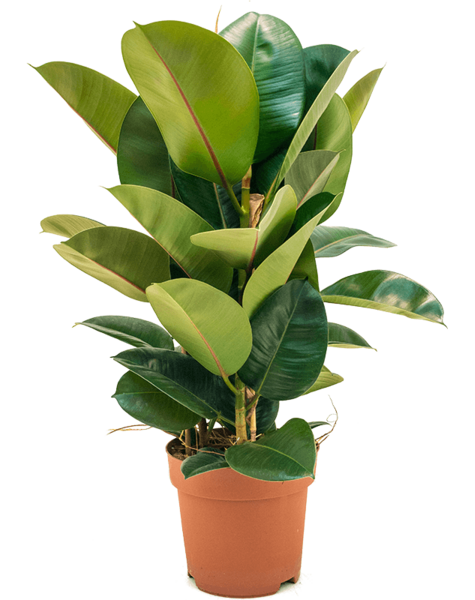 Ficus