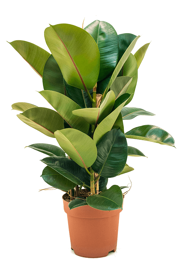 Ficus Elastica Robusta