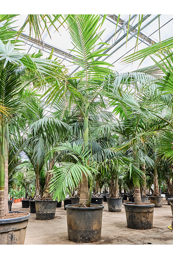 Archontophoenix Alexandrae (400-460)