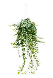 Hedera Helix Wonder