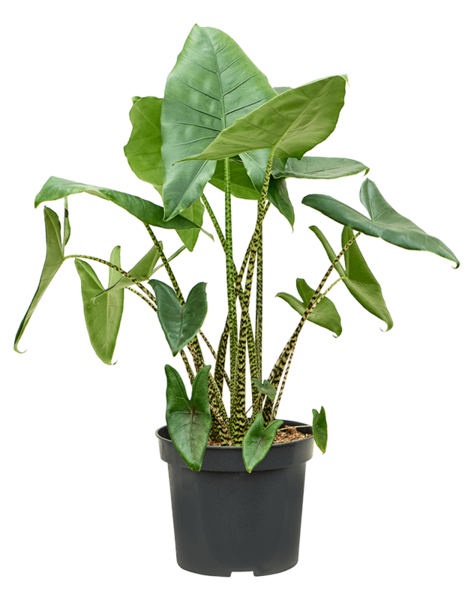 Alocasia