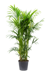 Kentia (Howea) Forsteriana
