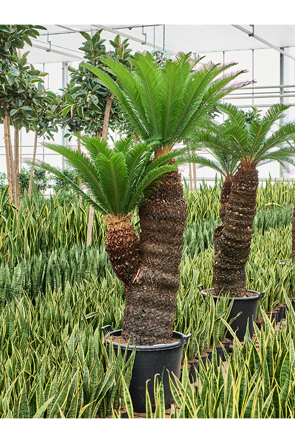 Cycas Revoluta
