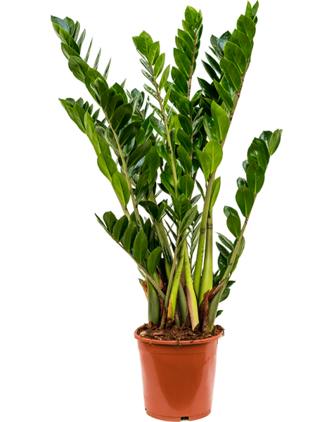 Zamioculcas