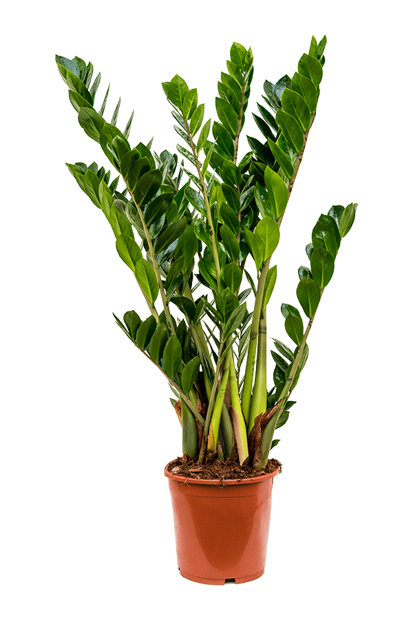 Zamioculcas Zamiifolia