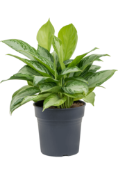 Aglaonema Silver Bay