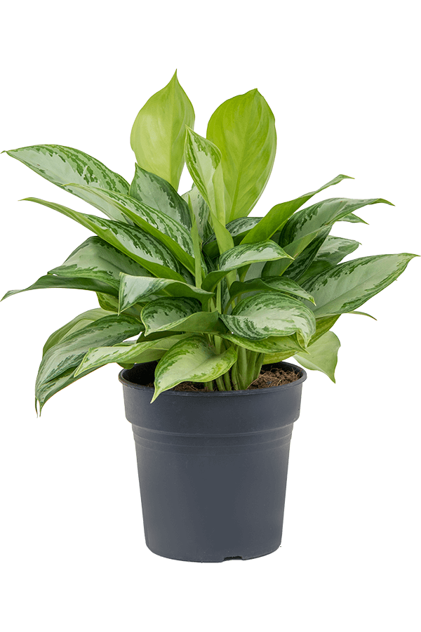 Aglaonema Silver Bay