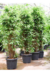 Dracaena Surculosa (160-200)