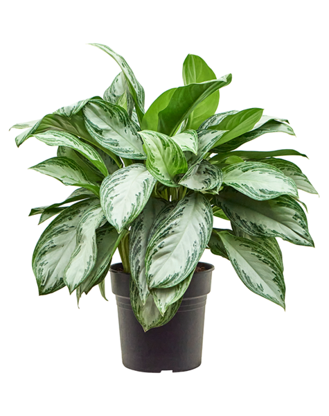 Aglaonema