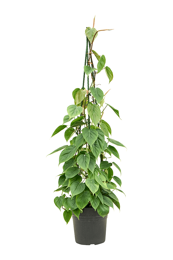Philodendron Scandens