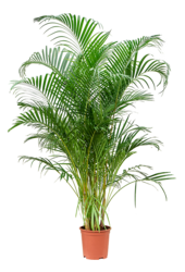 Dypsis (Areca) Lutescens