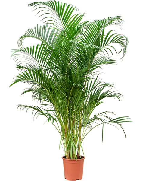 Dypsis