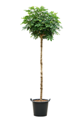 Schefflera Arboricola Compacta