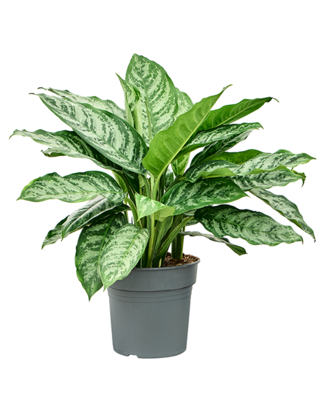 Aglaonema