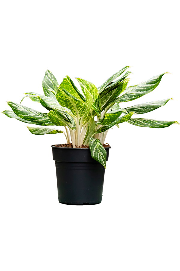Aglaonema Madonna