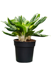 Aglaonema Madonna