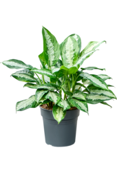 Aglaonema Pattaya Beauty