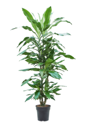 Dracaena Fragrans Burundii