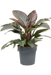 Philodendron Imperial Red