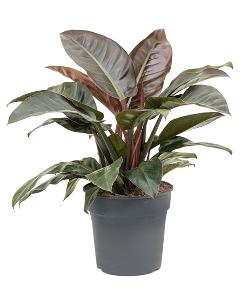 Philodendron