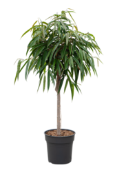 Ficus Binnendijkii Alii