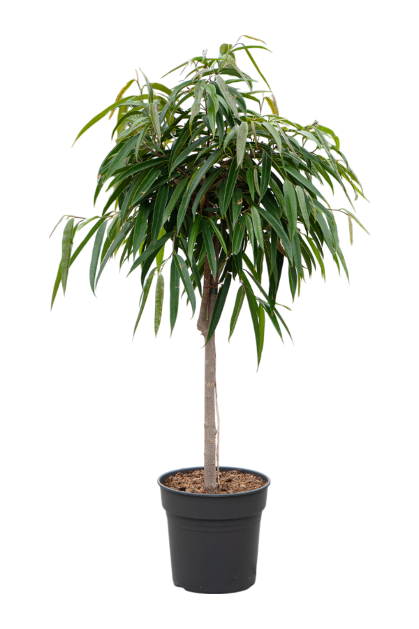Ficus Binnendijkii Alii
