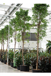 Ficus Benjamina Columnar