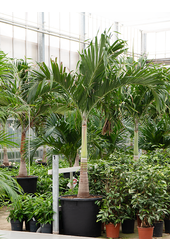 Veitchia (Adonidia) Merrillii