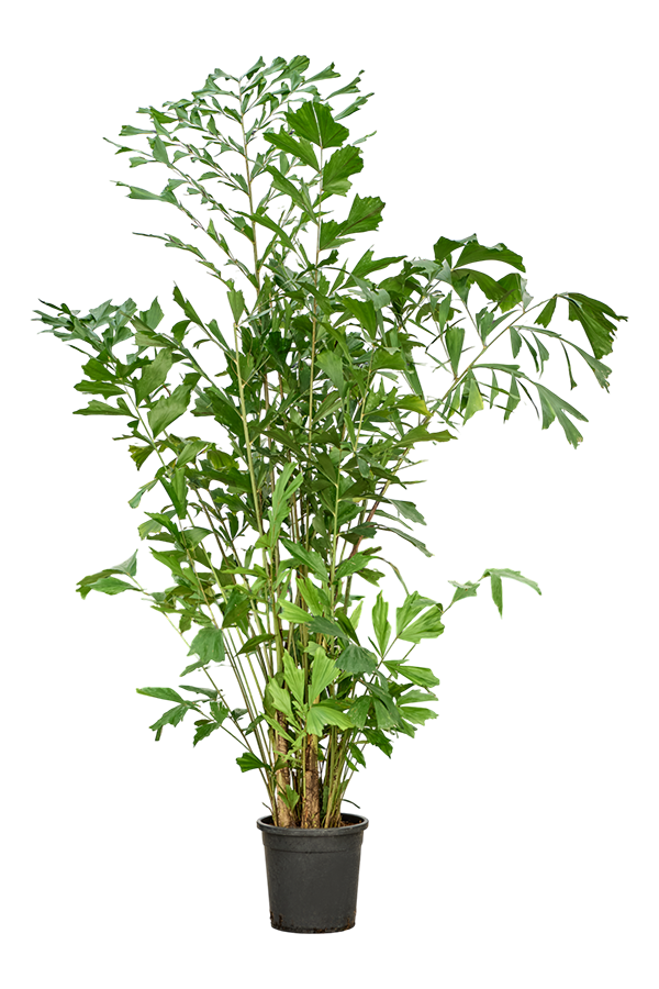 Caryota Mitis(2.30-3.00M)