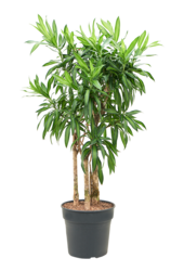 Pleomele (Dracaena) Reflexa Song Of Jamaica
