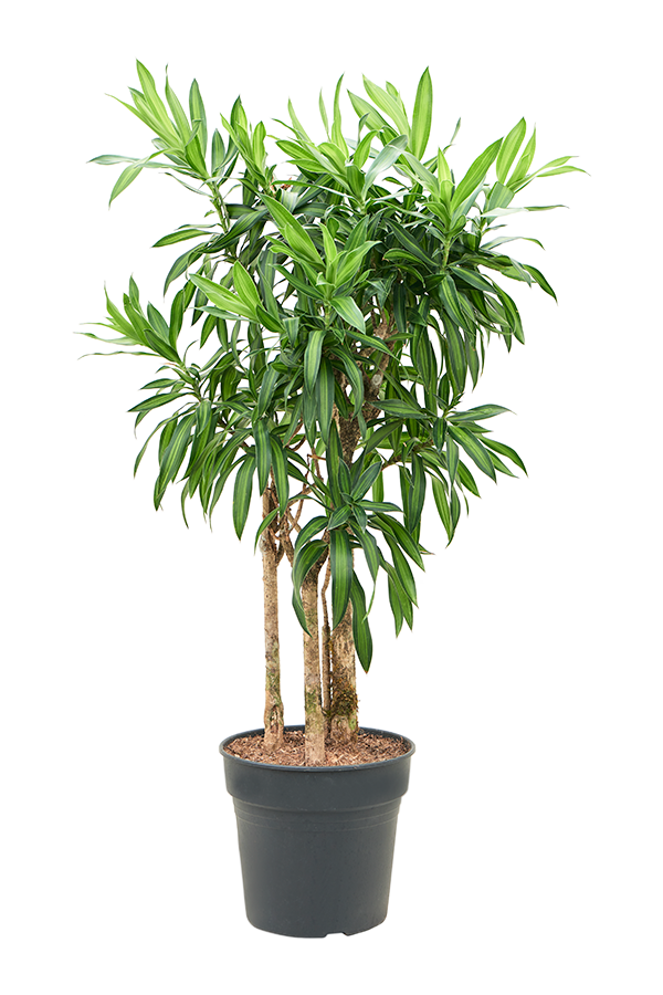 Pleomele (Dracaena) Reflexa Song Of Jamaica