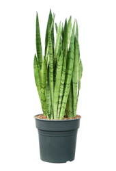 Sansevieria Trifasciata Silver Mist