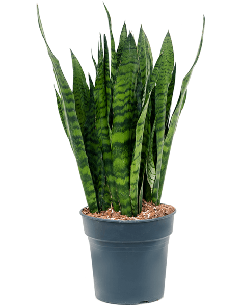 Sansevieria