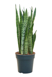Sansevieria Trifasciata Silver Mist
