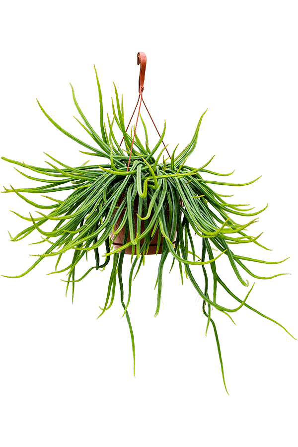 Rhipsalis Wercklei