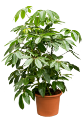 Schefflera Actinophylla Amate