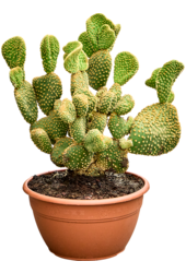 Opuntia Microdasys Undulata