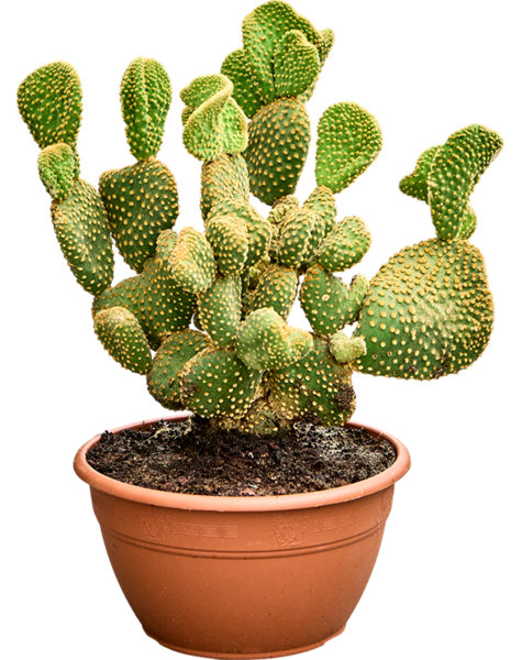 Opuntia