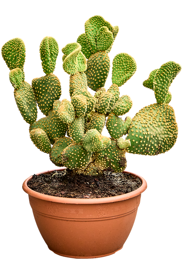 Opuntia Microdasys Undulata