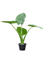Alocasia Macrorrhiza