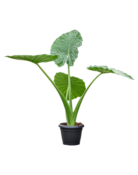 Alocasia