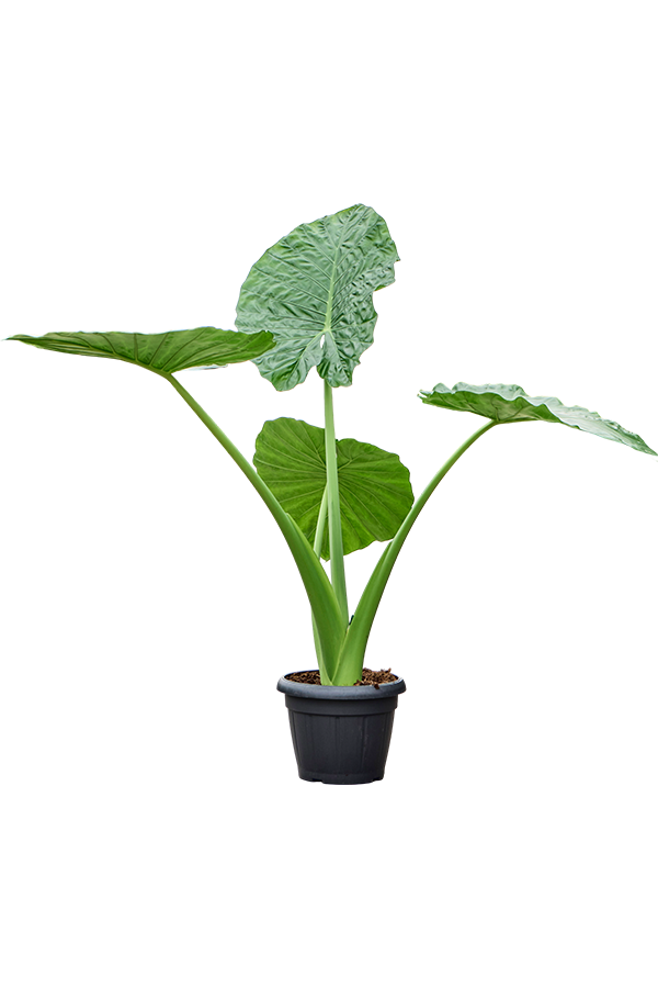Alocasia Macrorrhiza